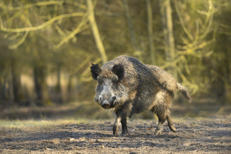 Hoe de PAS-uitspraak ook slecht uitpakt voor de natuur